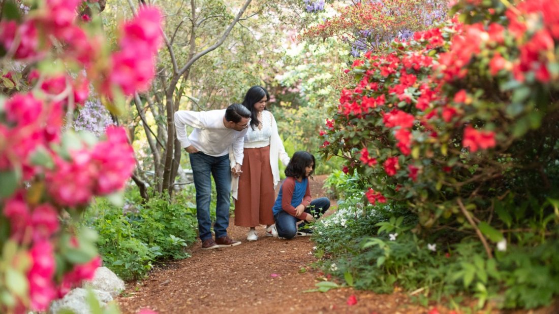 a family looking at red flowers along a garden path