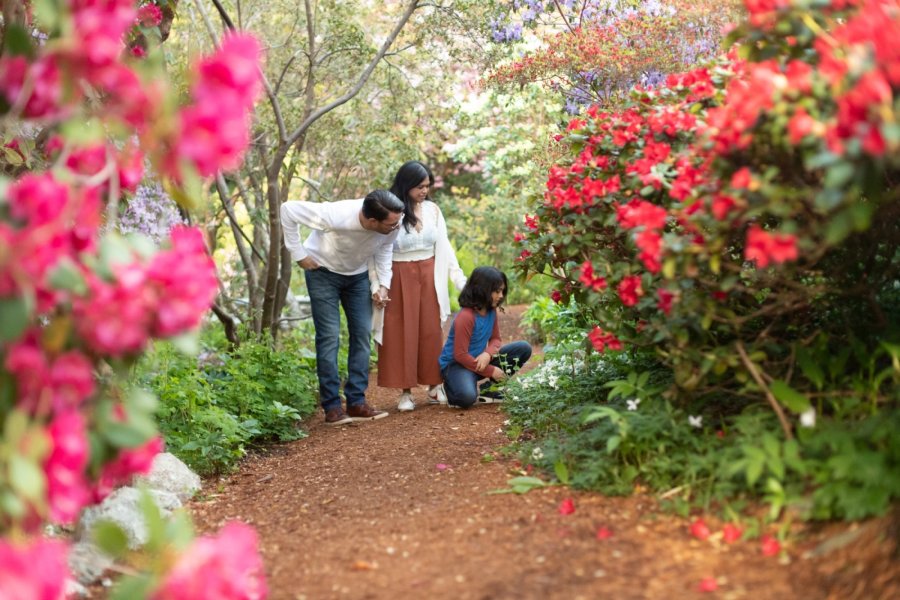 a family looking at red flowers along a garden path