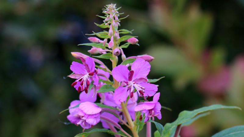 Purple flowers.