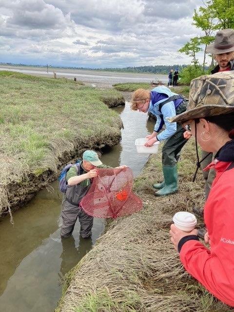 Volunteers conducting field research in a coastal wetland.