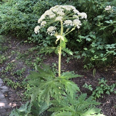 Giant hogweed plant.