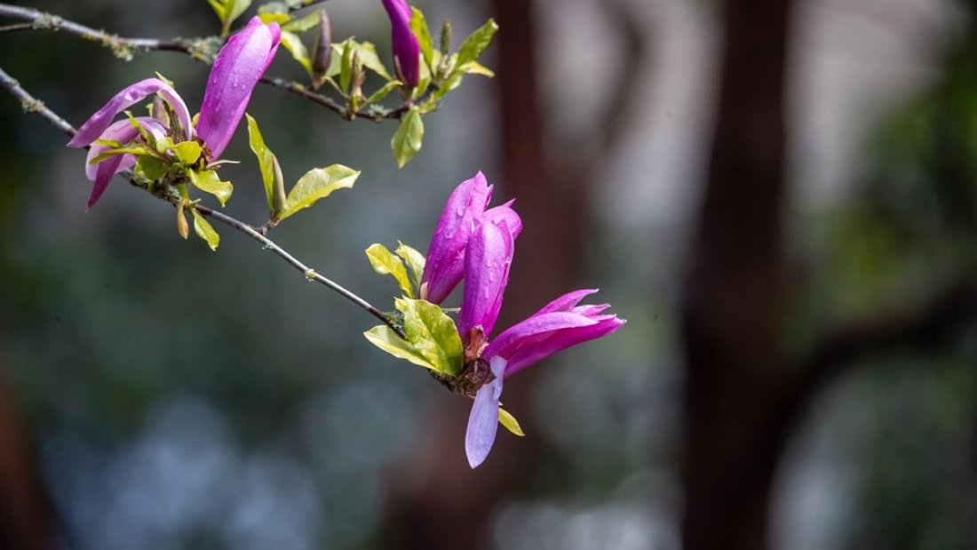 Spring blooms at The Glades Woodland Garden