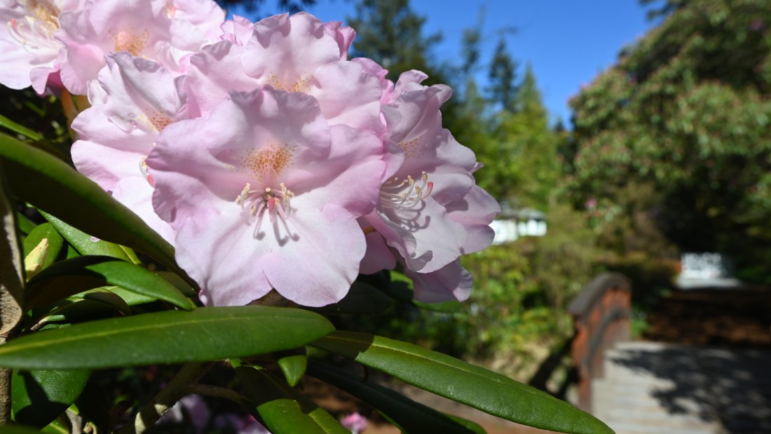 pink flowers with a bridge in the background