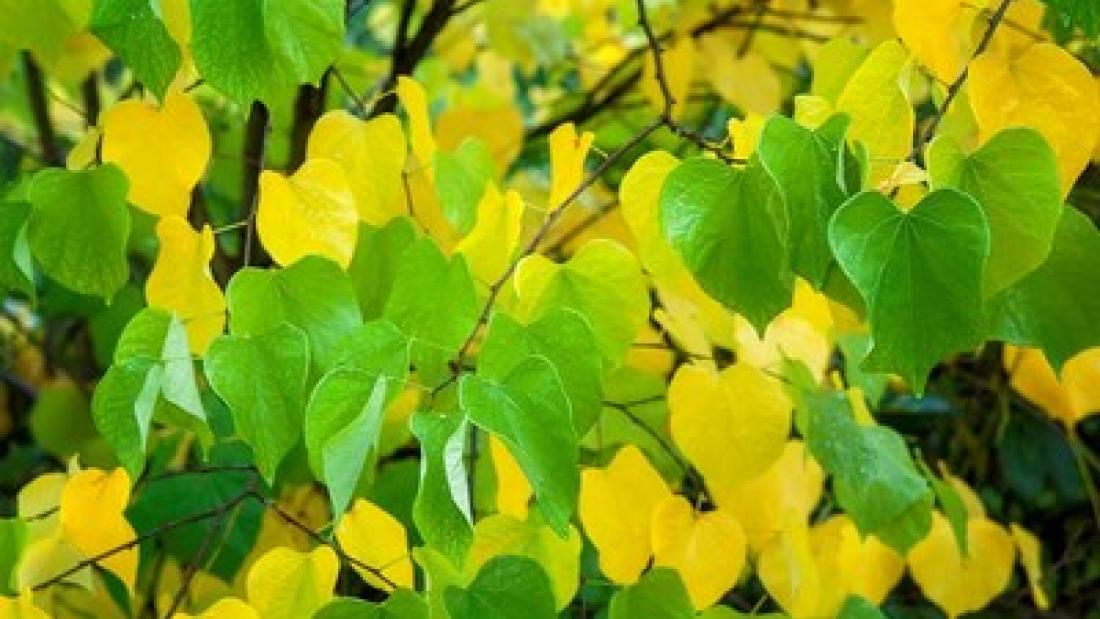 Green and Yellow Leaves