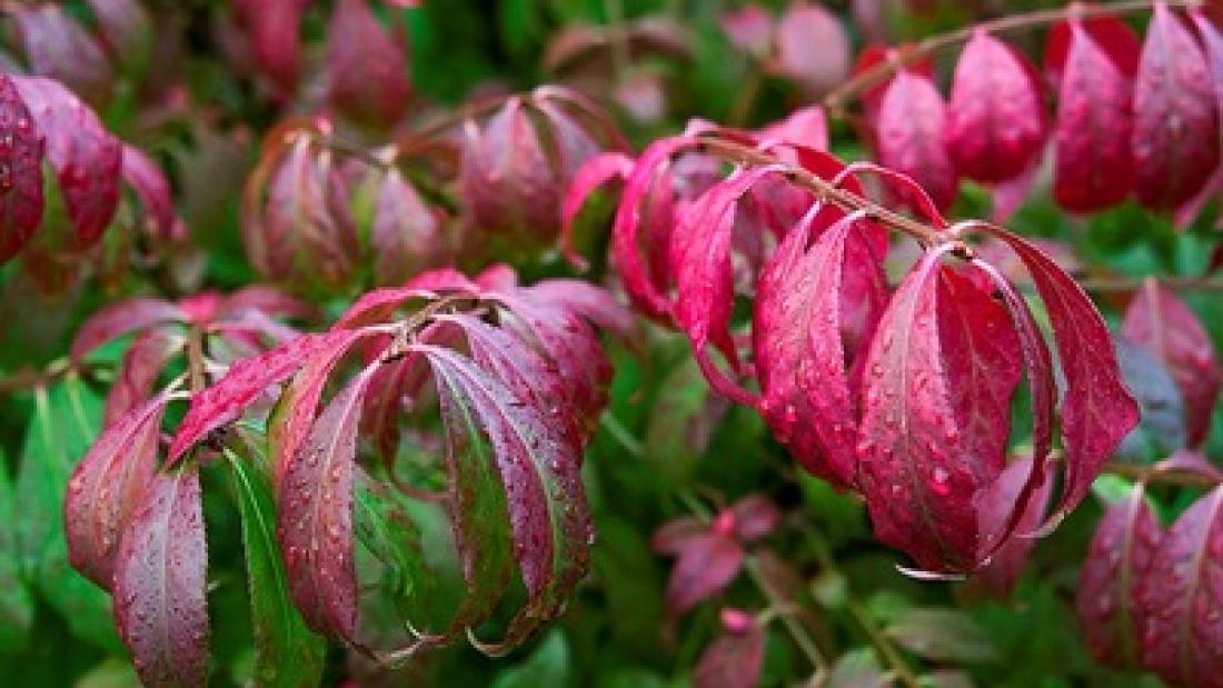 Green to Red Leaves