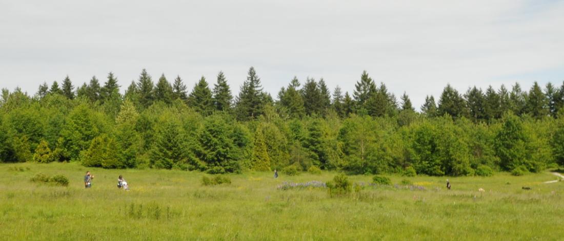 Green Timbers Urban Forest
