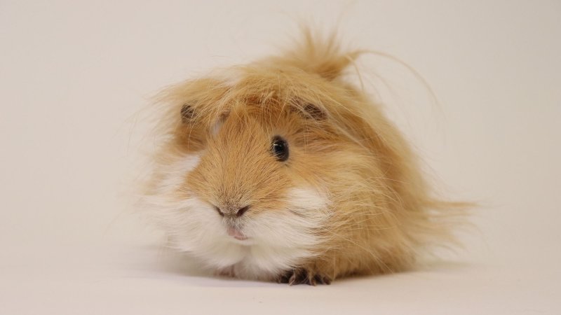 guinea pig