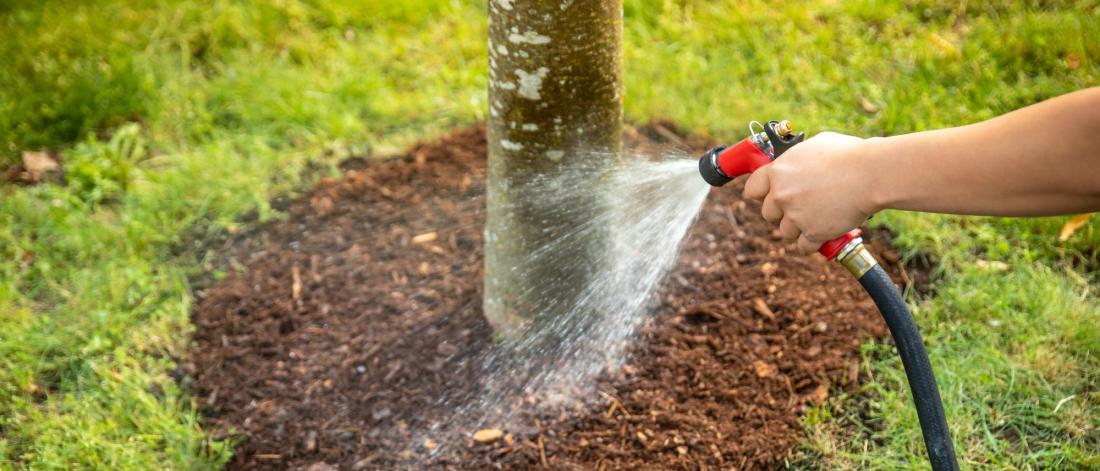 A hand holding a hose watering a tree well.