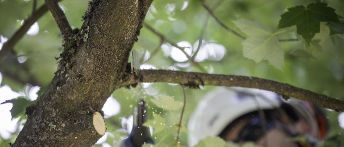 Arborist pruning a small branch