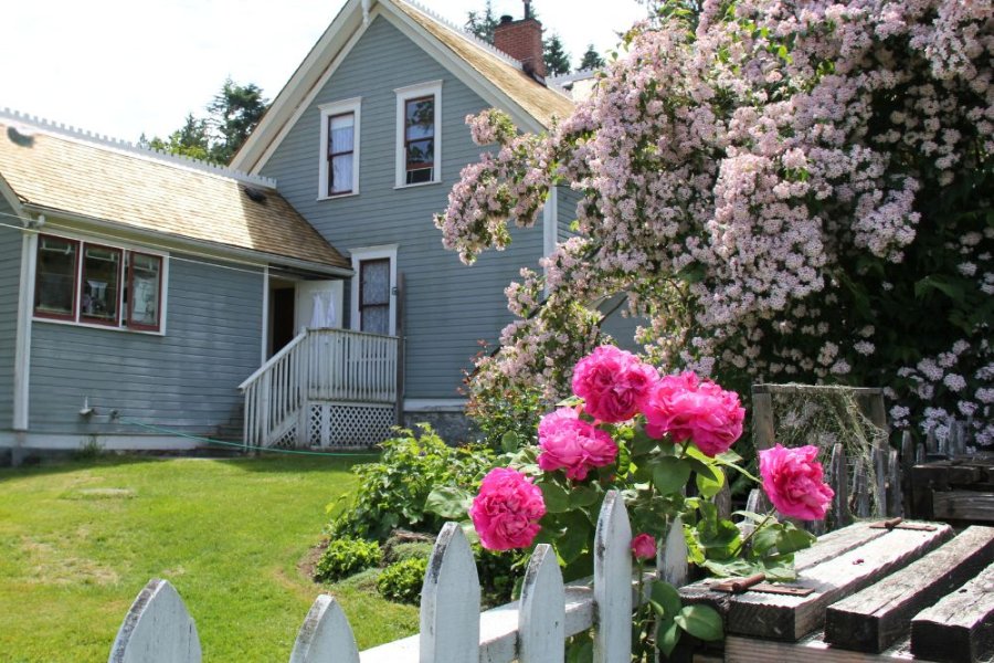 Flowers in bloom behind the house