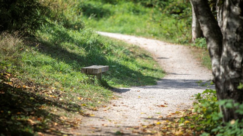 trail with a small bench