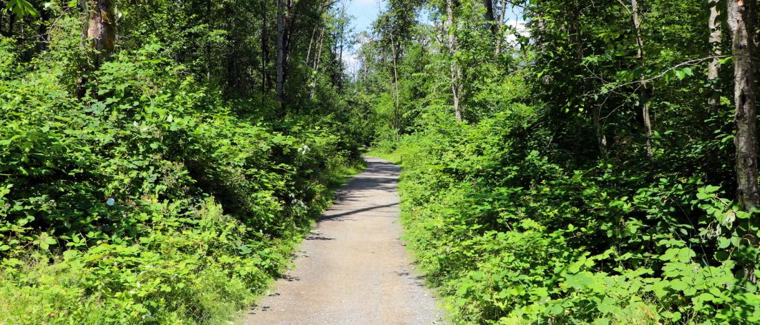 Natural trail surrounded by trees