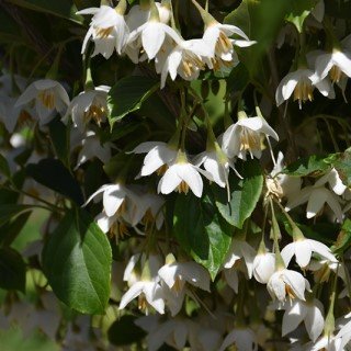 White flowers hanging down from tree
