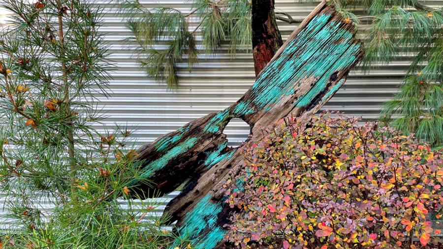a piece of deadwood tinged a blue-green and with a hole in the middle stands upright amongst trees and bushes