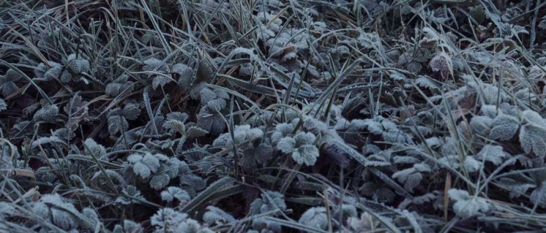 A blue-grey-scale image of various grasses and leaves along the ground.