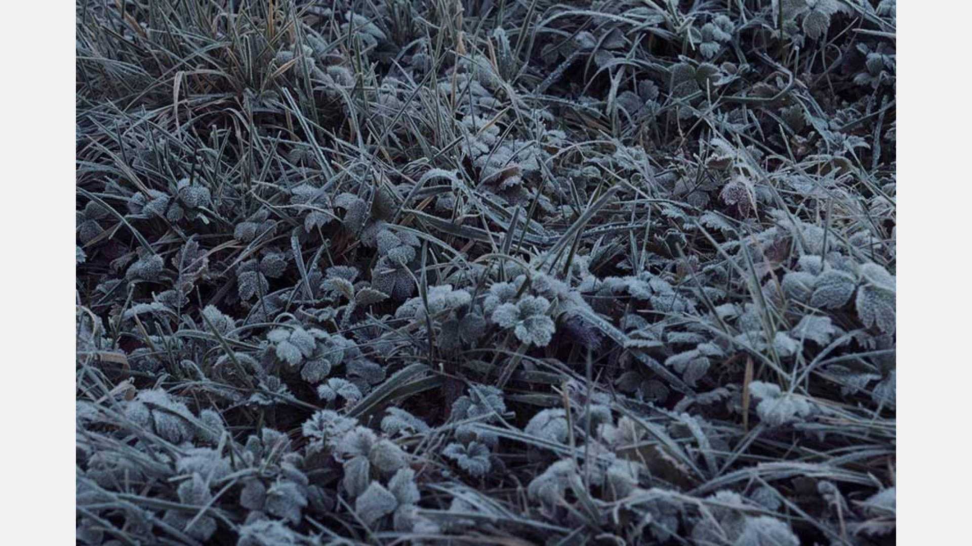 A blue-grey-scale image of various grasses and leaves along the ground.