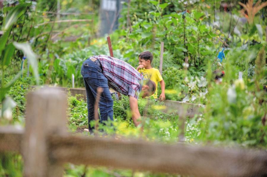 Man working on a garden plot