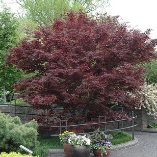 Tree with reddish purple foliage in courtyard