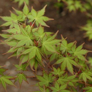 Green star-shaped leaves with red edges
