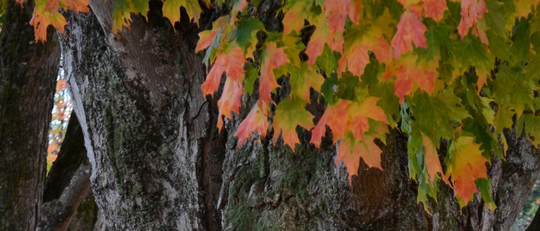 Maple leaves