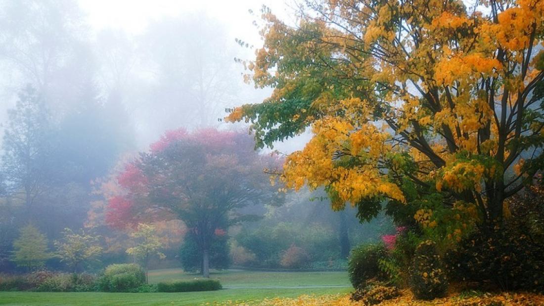 Fog_at_Bear_Creek