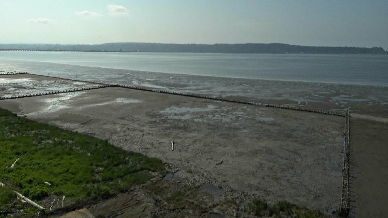 web cam photo of living dyke at mud bay