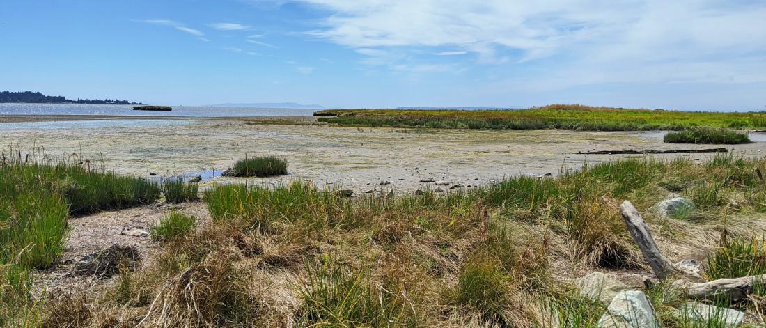 Beach with coastal marshes and blue sky