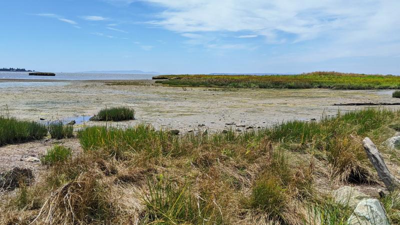 Beach with coastal marshes and blue sky
