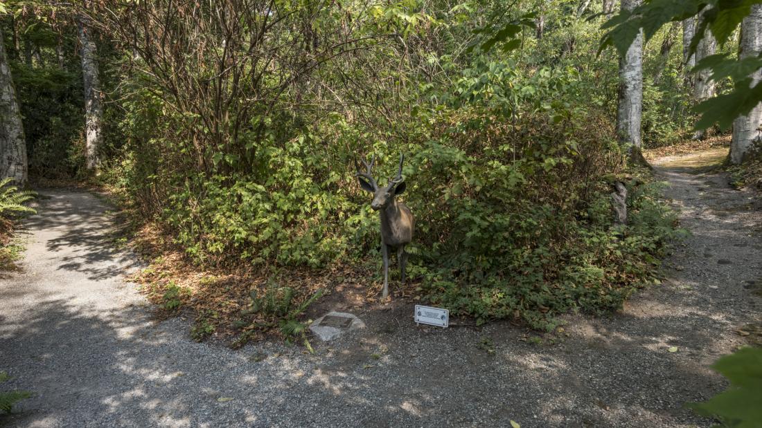 Mule Deer in Darts Hill Garden