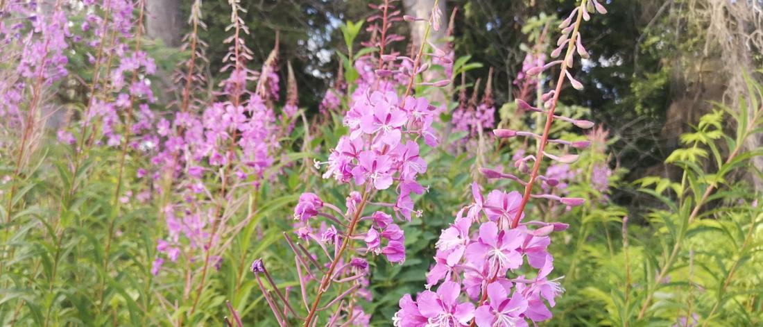 Pink fireweed flowers in a park