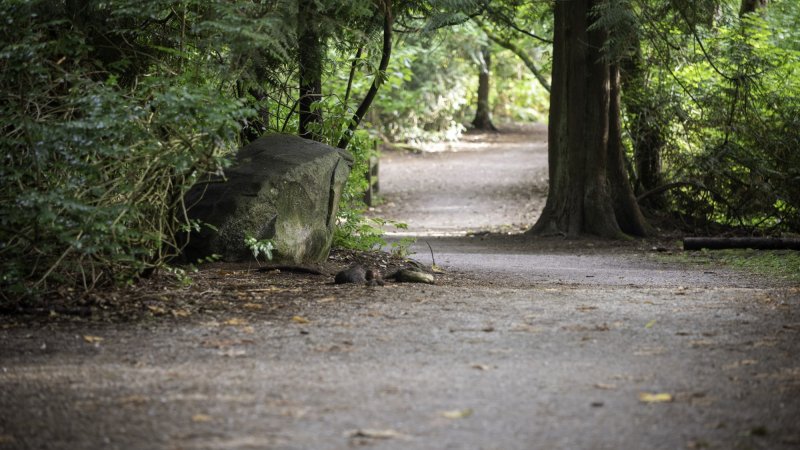 Trail path.