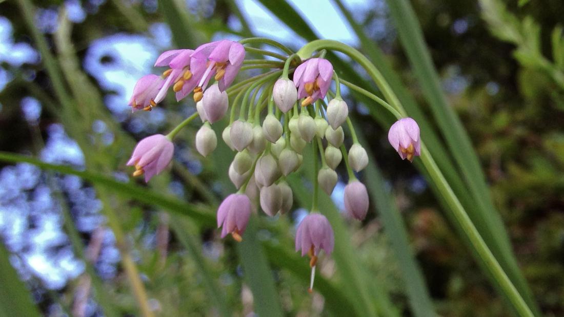 A plant with drooping purple flowers.
