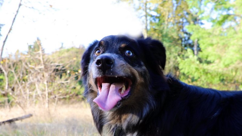 Off Leash Dog Park Area