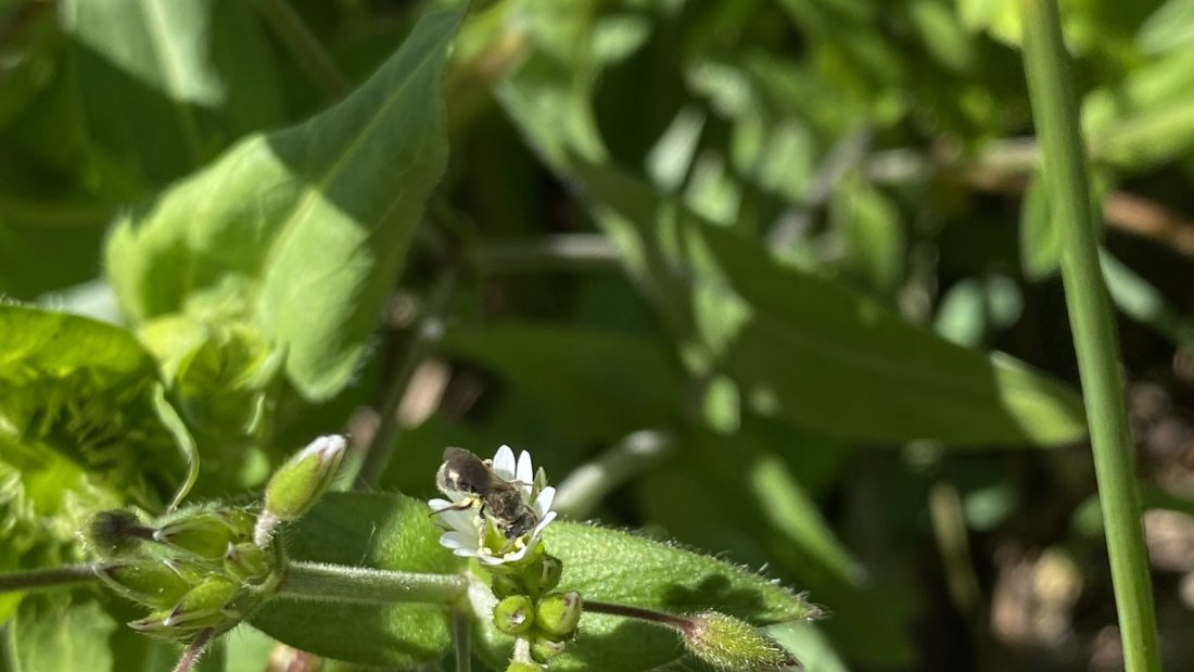 A tiny insect is perched on a small white chickweed flower with deeply divided petals.