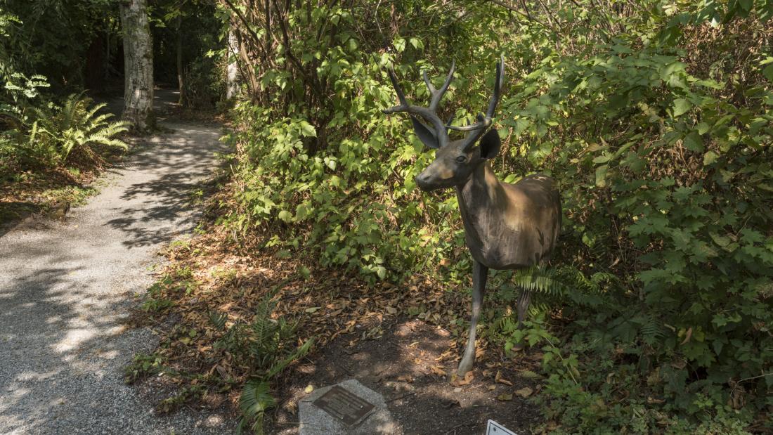 Side view of Mule Deer