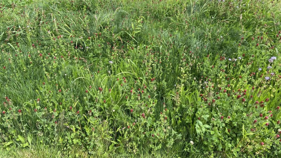 diverse mix of groundcover plants
