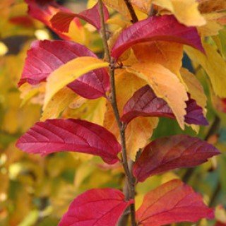 Red leaves on a branch