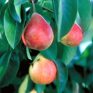 Reddish and yellow pear fruit hanging on a branch