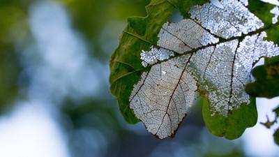 Oak leaf eaten by oak-leaf skeletonizers.