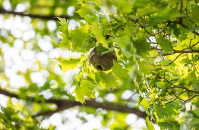 A wasp nest in a tree.