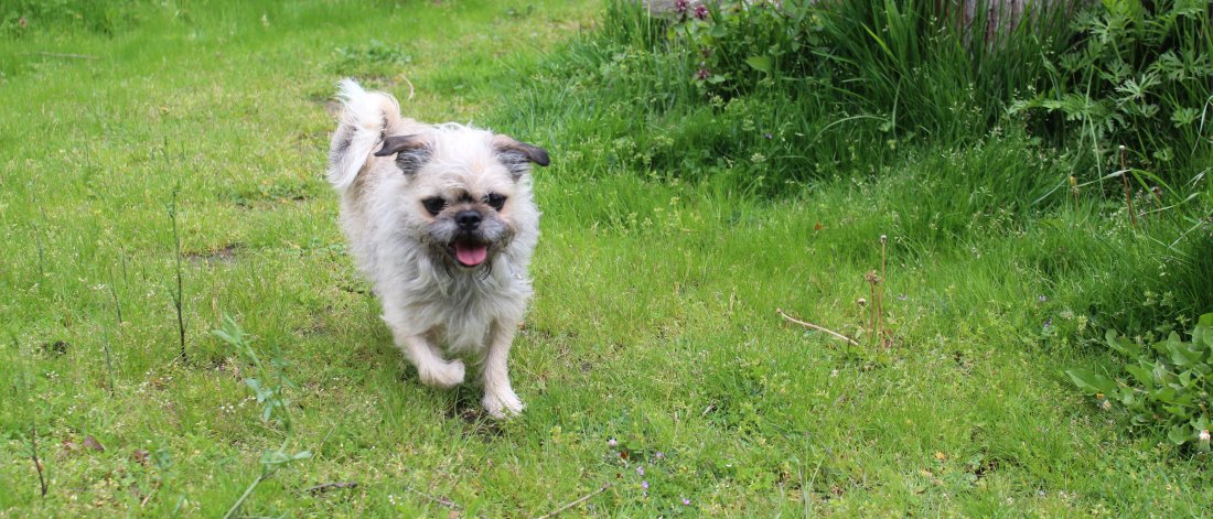 A small dog running on grass