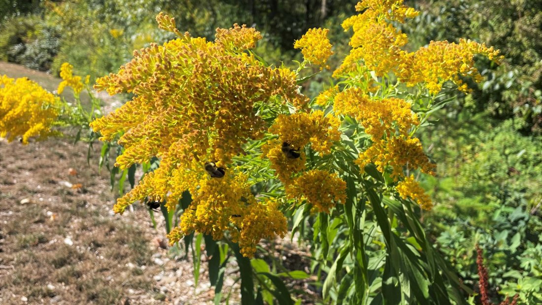yellow blooming flowers