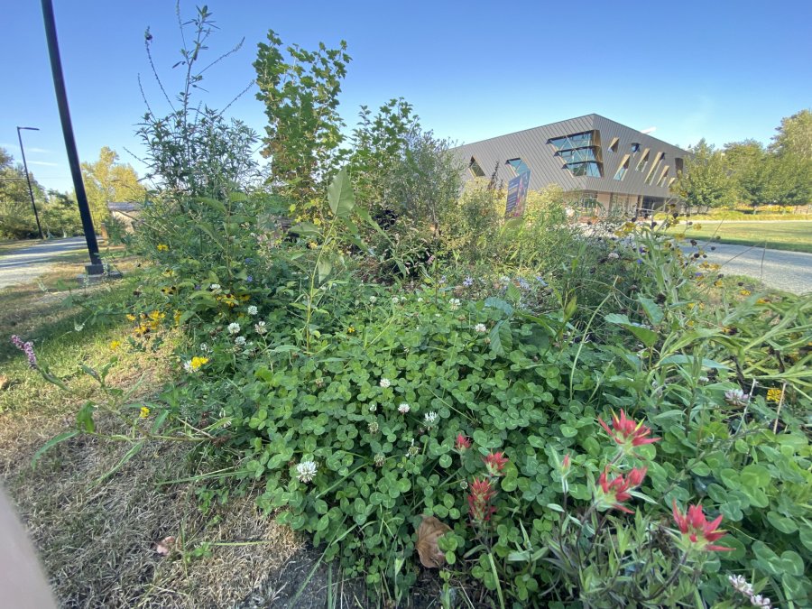 blooming garden outside of recreation centre