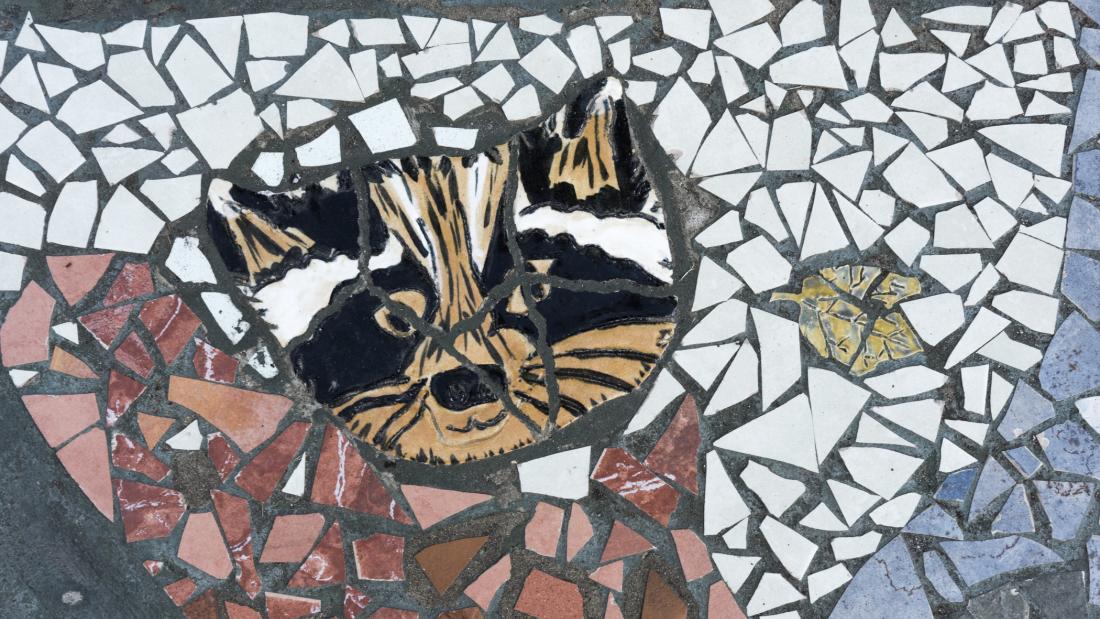 Raccoon detail