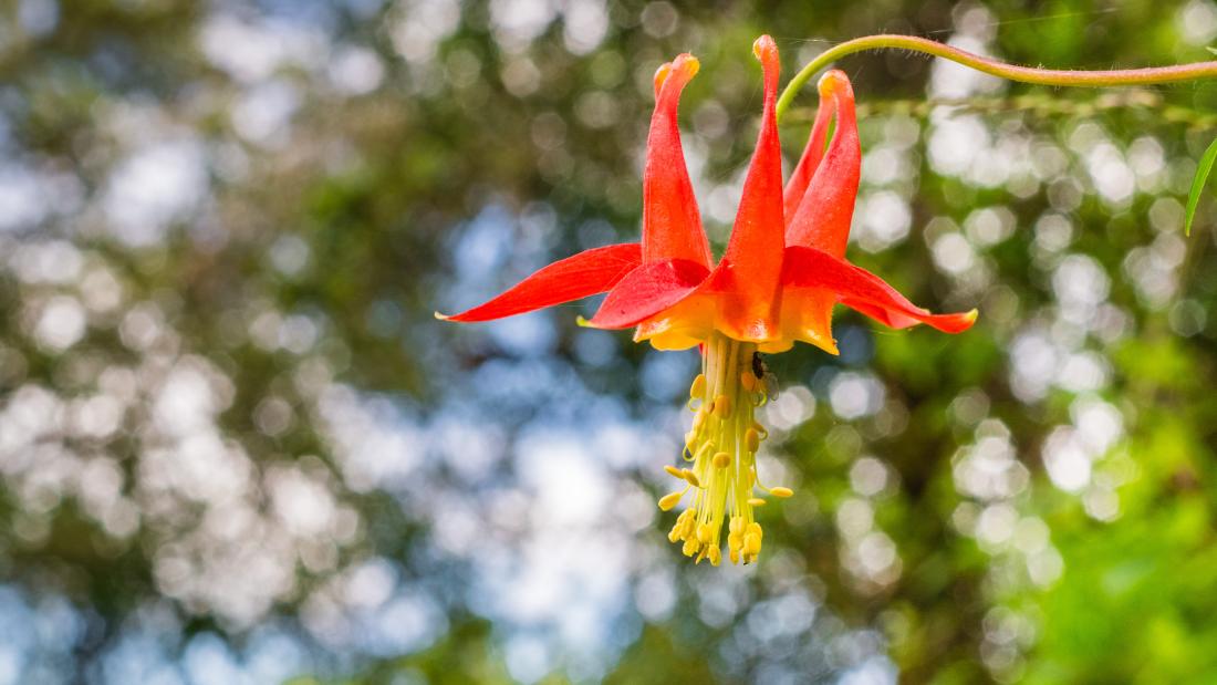 A red flower with a yellow center.