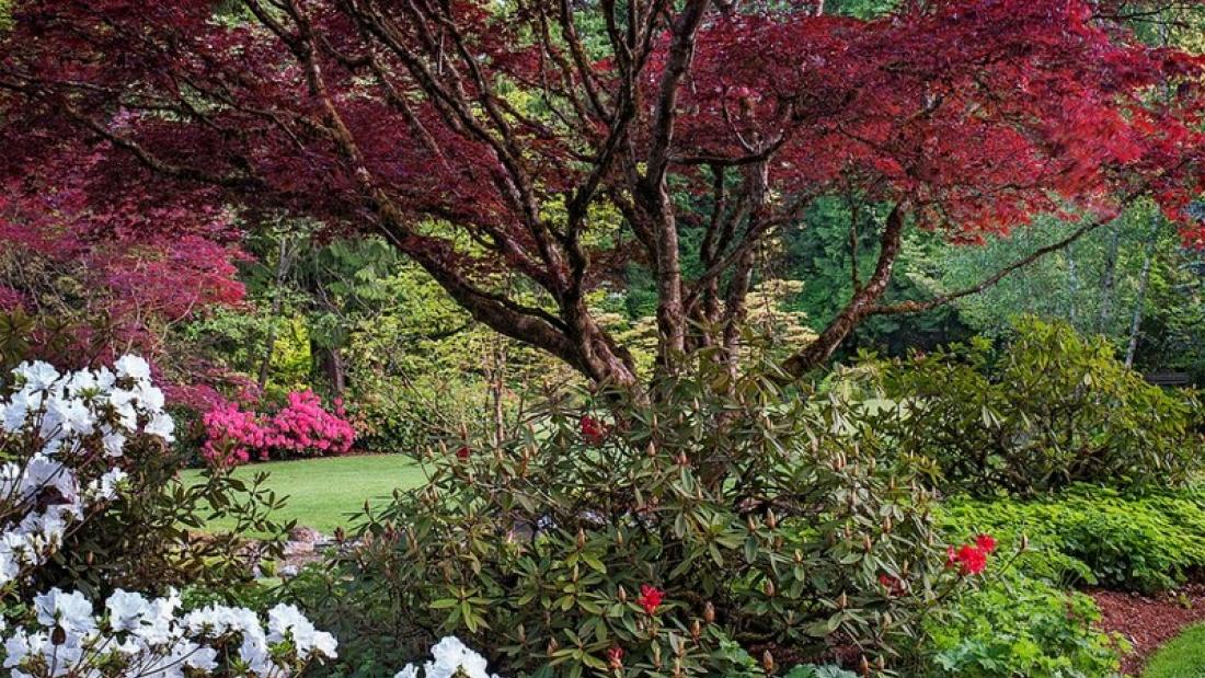 Red_Maple_at_Bear_Creek_Park