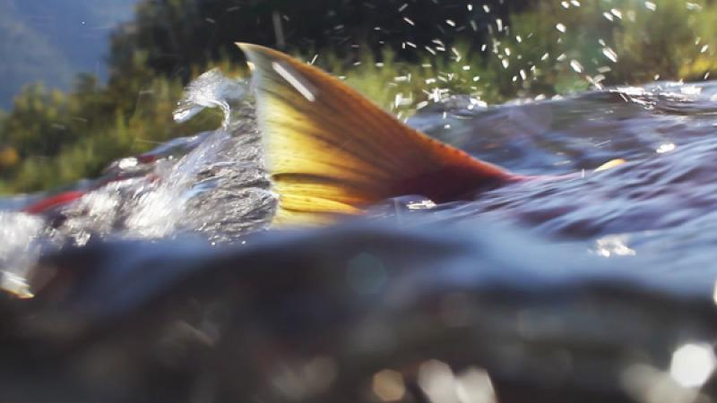 Surrey Art Gallery Presents Salmon People Publication Photo
