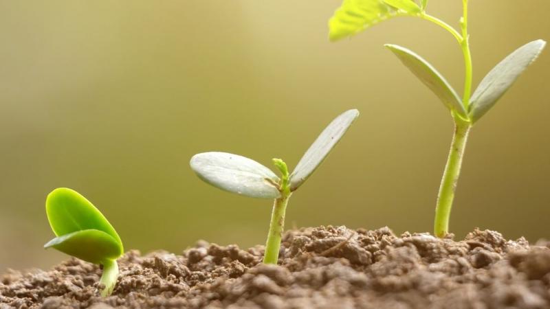 Seeds growing in soil