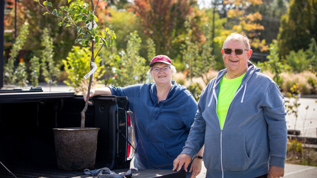 two surrey residents loading a tree into their trunk