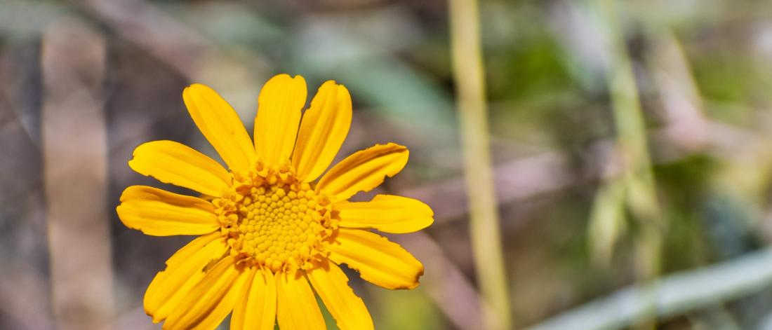 A yellow sunflower.